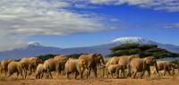 Spot incredible African wildlife on a game viewing safari