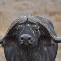 Buffalo bull in the Serengeti, Tanzania | Peter Brooke