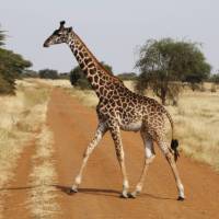 Giraffe crossing in the Serengeti National Park | Ian Williams