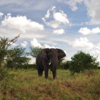 A large Serengeti elephant | Kylie Turner