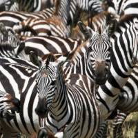 A juvenile zebra among the herd | Ian Williams