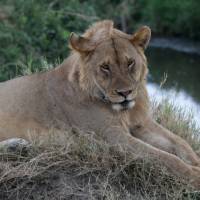 The Serengeti offers a diverse range of wildlife experiences | Kyle Super