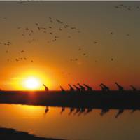 Giraffes silhouetted against an African sunset | David Jung
