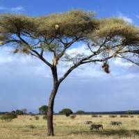 Landscapes of the Tanzanian national park, Africa | Gesine Cheung