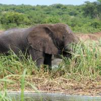 Wandering Elephant in the plains of Uganda | Ayla Rowe