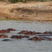 Safariing through Uganda we spot a large herd of Hippos | Ayla Rowe