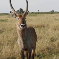 A water buck stands to attention | Ian Williams