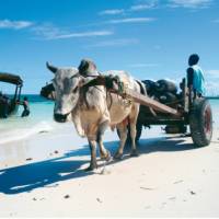 Local transportation options at Nungwi Beach on Zanzibar | Christa Cameron